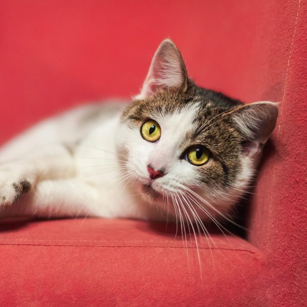 white and brown cat lying on red sofa