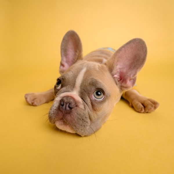 cute puppy lying on yellow floor looking up