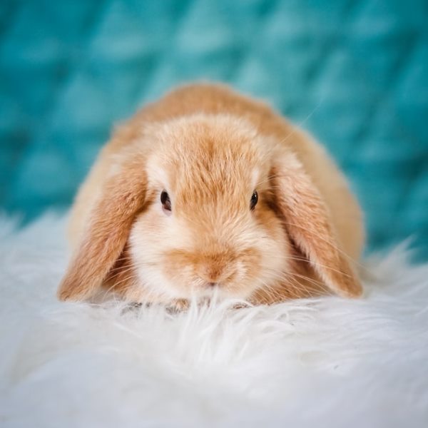cute brown bunny sits on white fluffy fabric